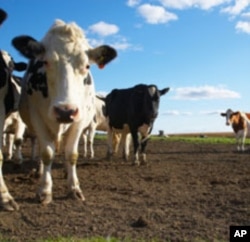 One researcher calculates that cows from two large dairies could fuel all public buses in a medium-sized American city.