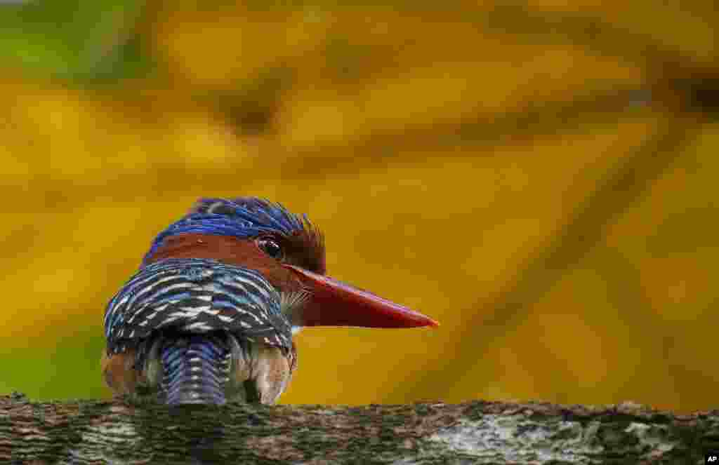 A male Banded Kingfisher rests on a tree branch in outside Kuala Lumpur, Malaysia.