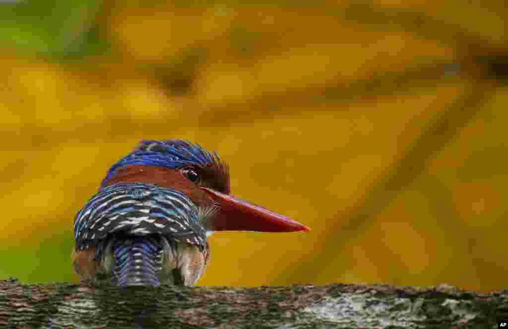 A male Banded Kingfisher rests on a tree outside Kuala Lumpur, Malaysia.