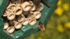 Une abeille revient vers son nid (Morgan Boch)