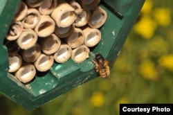 A solitary female bee returning to the nest, filled with tubes where she builds brood cells. (Morgan Boch)