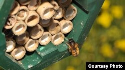 Une abeille revient vers son nid (Morgan Boch)
