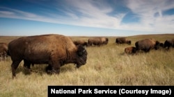 Bison numbers are recovering. These are in Theodore Roosevelt National Park, North Dakota.