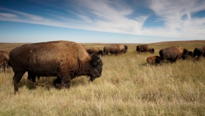 Bison at Theodore Roosevelt National Park