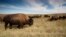 Bison at Theodore Roosevelt National Park