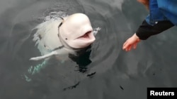 A beluga whale wearing a Go Pro harness is seen in Norwegian waters, April 26, 2019 in this still image taken from a video obtained from social media on April 30, 2019. 