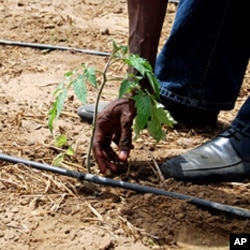 In a drip irrigation network, holes in the long hoses deposit precise amounts of water to each sprout