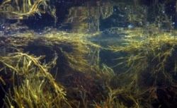 Salah satu jenis rumput laut, rockweed liar, di pantai Cape Elizabeth, Maine. (AP)