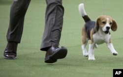 In this Monday, Feb. 12, 2018, photo, Chester, a 13-inch beagle, competes in the Hound group during the 142nd Westminster Kennel Club Dog Show, at Madison Square Garden in New York.