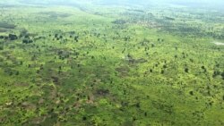Foreigners Arrested Illegally Logging Trees in South Sudan