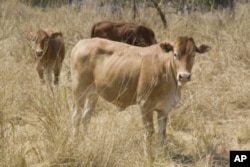 Scientists at the International Livestock Research Institute in Nairobi, Kenya have been working on the cattle equivalent of the disease trypanosomiasis