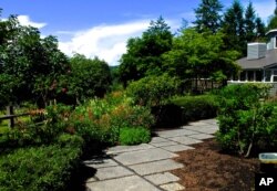 The front lawn of this home was reclaimed using shrubs, trees, flowering perennials and a walkway rather than turf grass, in Langley, Washington.