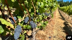 Oregon State University students show Pinot noir grapes at the university's vineyard near Alpine, Ore., on Friday, Sept. 8, 2023. (AP Photo/Andrew Selsky)