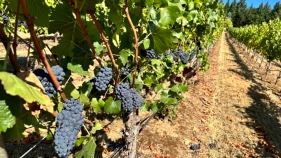 Quiz - Universities Work to Protect American Wine Grapes from Wildfire Smoke