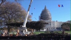 Cây Giáng Sinh ở Quốc hội thắp sáng mùa lễ cuối năm