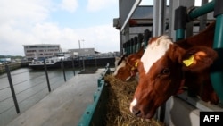 Cows feed on a floating dairy farm in the port of Rotterdam, a possible future solution to rising waters and climate change, Aug. 30, 2021.