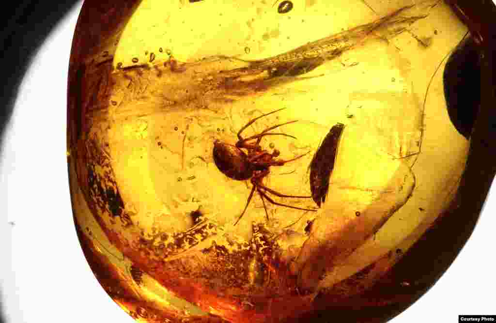 Esta aranha ficou presa na resina de uma &aacute;rvore h&aacute; 20 milh&otilde;es de anos. (&copy; AMNH\D. Grimaldi) 