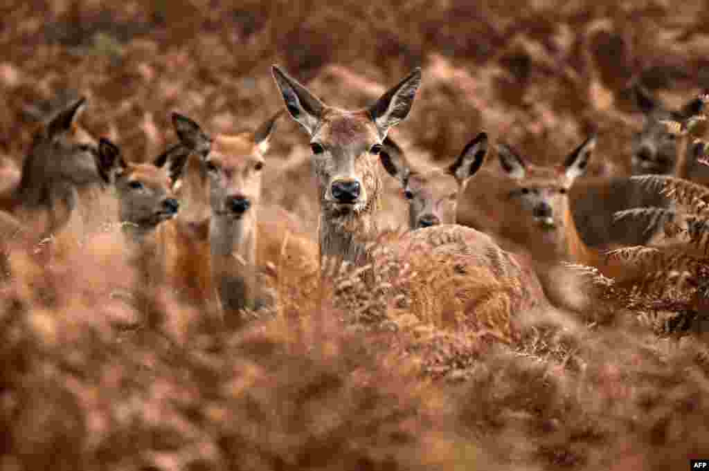 A herd of red deer look out from the bracken on an autumn morning in Richmond Park, south west London.