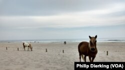 The wild horses of Assateague are free to roam anywhere on the island.