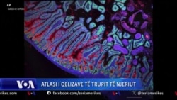 Atlasi i qelizave të trupit të njeriut 