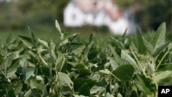 FILE - Soybean plants grow in a field in front of a farm house in Locust Hill, Va., Sept. 7, 2018. The resumption of soybean sales to China has encouraged American farmers who've seen the value of their crop plummet amid a trade war with Beijing. 