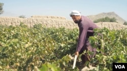 افغان بڼوال وايي چې سږکال یې د انګورو حاصلات زیات دي.