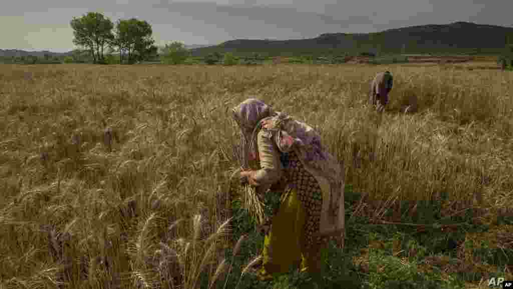 파키스탄 이슬람바드에서 모자가 농작물을 수확하고 있다. 