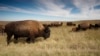 Bison Help Restore Natural Habitat