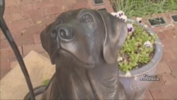 Службові собаки "напрацювали" собі на пам'ятник у США. Відео
