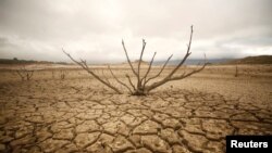 Dried-out branches are seen amongst caked mud at Theewaterskloof dam near Cape Town, South Africa, Jan. 20, 2018. 