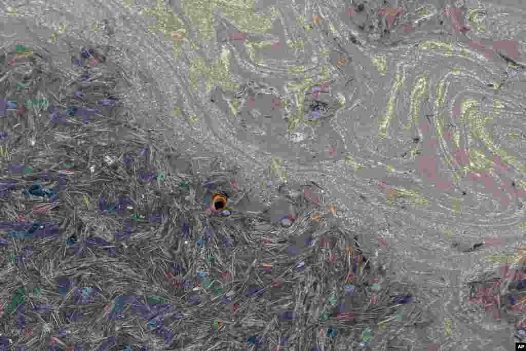 A fish swims in a lake covered in yellow pollen and needles from cedar trees in Dharmsala, India.