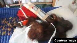 Konflik orangutan dan manusia di Kalimantan (Foto: Yayasan IARI)