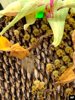 Gardening-Sunflowers