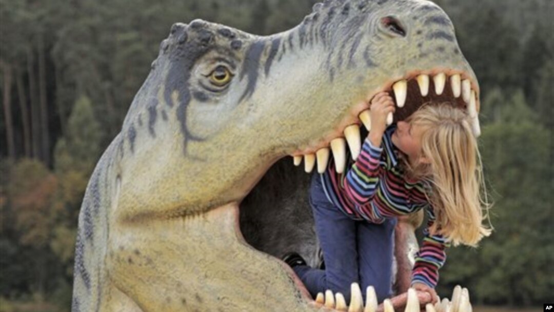 Ten-year old Adele Anhalt inspects the mouth of a model of a dinosaur in the exhibition 'World of Dinosaurs' in Hohenfelden near Erfurt, central Germany, September 25, 2012.