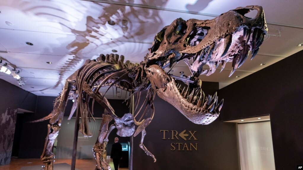 FILE - Stan, one of the largest and most complete Tyrannosaurus rex fossils discovered, is on display Sept. 15, 2020, at Christie's in New York. 