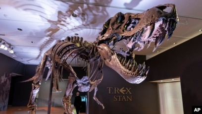 Scientists Estimate All-time T. Rex Population Was 2.5 Billion