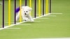 A dog competes in the Masters Agility Championship Finals during the 149th Westminster Kennel Club Dog show, in New York, Feb. 8, 2025.