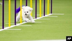 A dog competes in the Masters Agility Championship Finals during the 149th Westminster Kennel Club Dog show, in New York, Feb. 8, 2025.