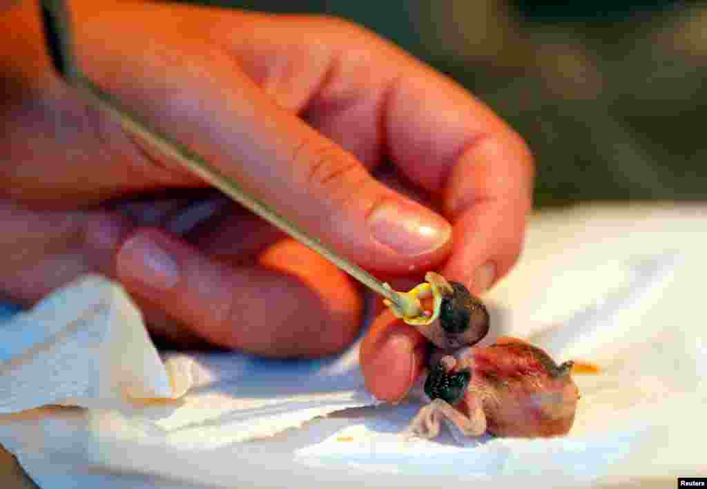 A sparrow is being fed at a hospital for wild birds in Hortobagy National Park, Hungary.