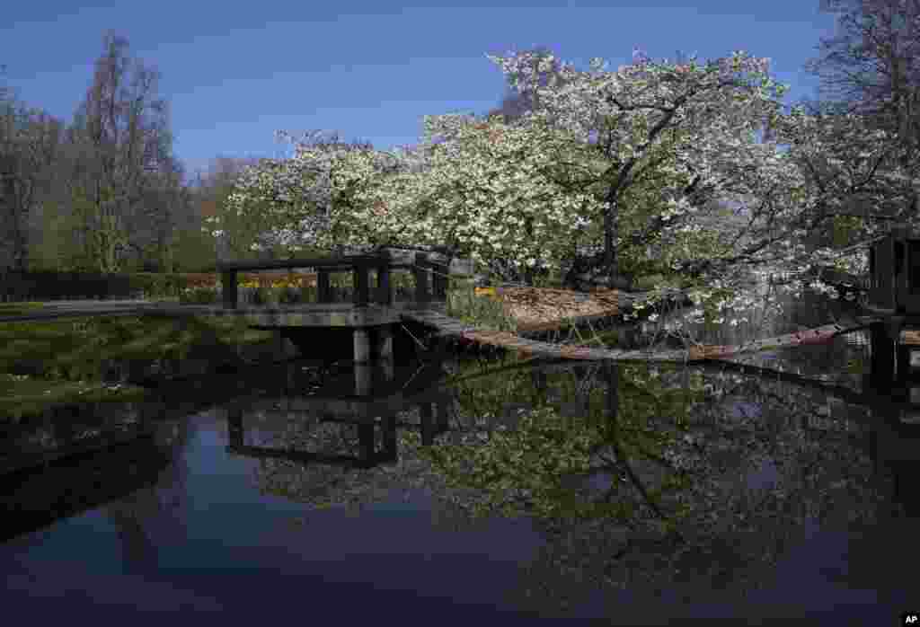 Niderlandın Lisse şəhərində məşhur Keukenhof çiçək bağı ziyarətçilərə bağlanıb. 