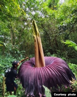 Amorphophallus titanum yang mekar di hutan Boven Lais, Kemumu, Bengkulu Utara pada Desember lalu. (foto dok: KPPL Bengkulu Utara)