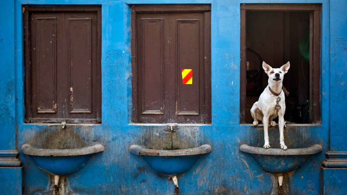 The way a dog best sale drinks water