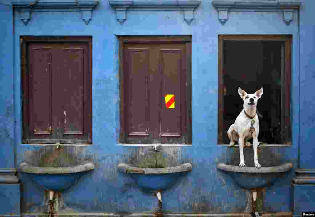 A dog sits over a drinking water basin along a road in the old quarter of Delhi, India.