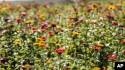 Flowers grow at Maple Acres Farm in Plymouth Meeting, Pennsylvania, Oct. 17, 2017. Scientists report that some flowers use a trick of physics to produce a blue halo to attract bees.