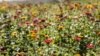Flowers grow at Maple Acres Farm in Plymouth Meeting, Pennsylvania, Oct. 17, 2017. Scientists report that some flowers use a trick of physics to produce a blue halo to attract bees.