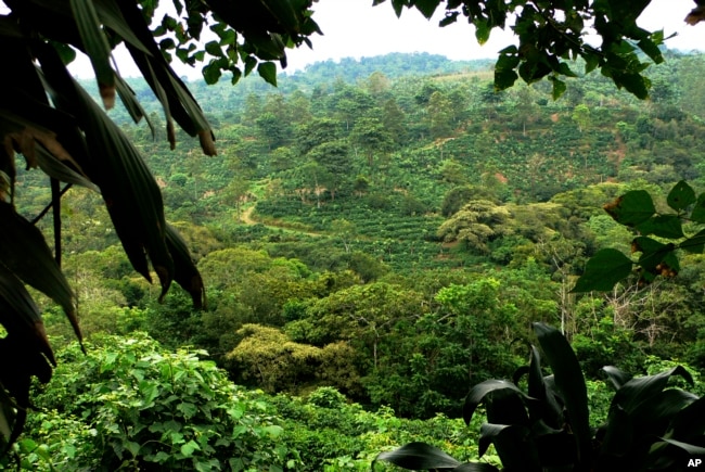 This photo provided by researchers in September 2023 shows a diversified farm in Finca, Coto Brus, Costa Rica. (Gretchen C. Daily via AP)