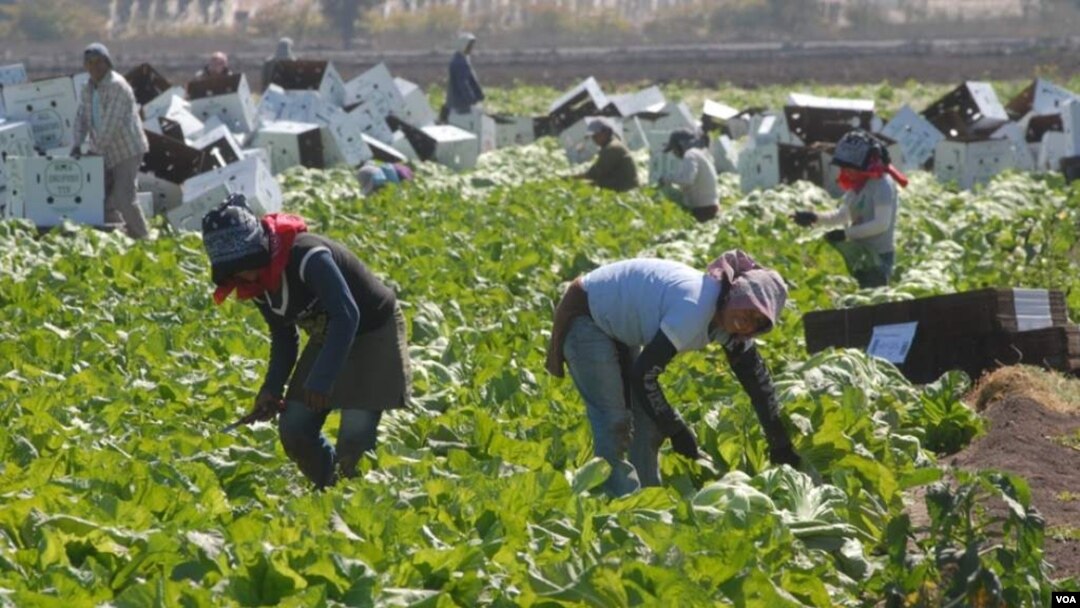Más de 17.000 hondureños podrán optar a una plaza de trabajo temporal, en diversos campos, esto como parte de un acuerdo integral migratorio entre Honduras y Estados Unidos.
