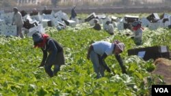 Más de 17.000 hondureños podrán optar a una plaza de trabajo temporal, en diversos campos, esto como parte de un acuerdo integral migratorio entre Honduras y Estados Unidos.