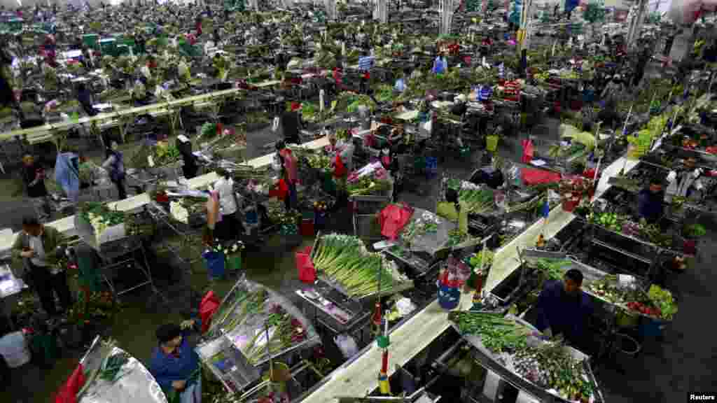 Emplyees organize bouquets of flowers for export before Valentine&#39;s Day at a farm in Facatativa near Bogota, Colombia.