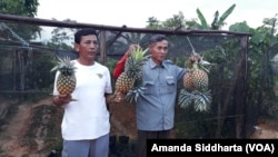 Farmers in South Konawe showing off pineapples harvested from their land.